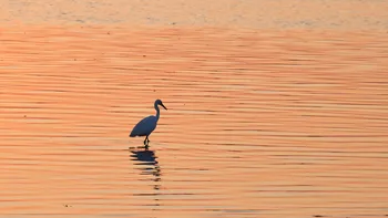 Egret at sunset.jpg